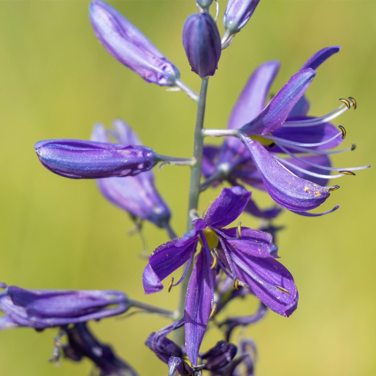 camas flower blooming